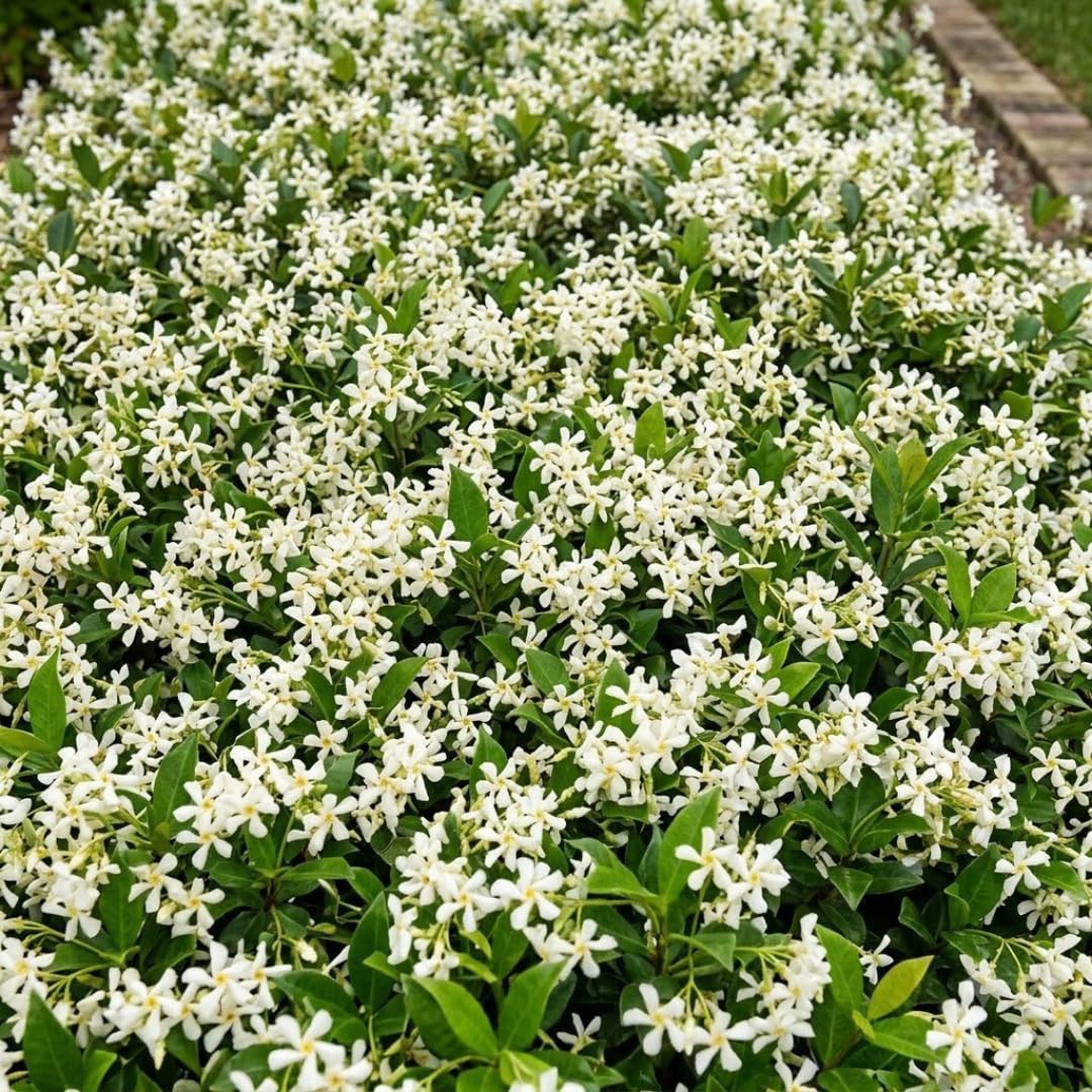 2 Asiatic Jasmine Live Plants, Fragrant Flowering Shrubs, 4-6" Tall