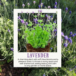 Set 2 Lavender Plants Live, Lavandula Perennial Flower Plants Indoor Outdoor, Well Rooted 4 to 8 Inch Tall to Grow (Blue Lavender)