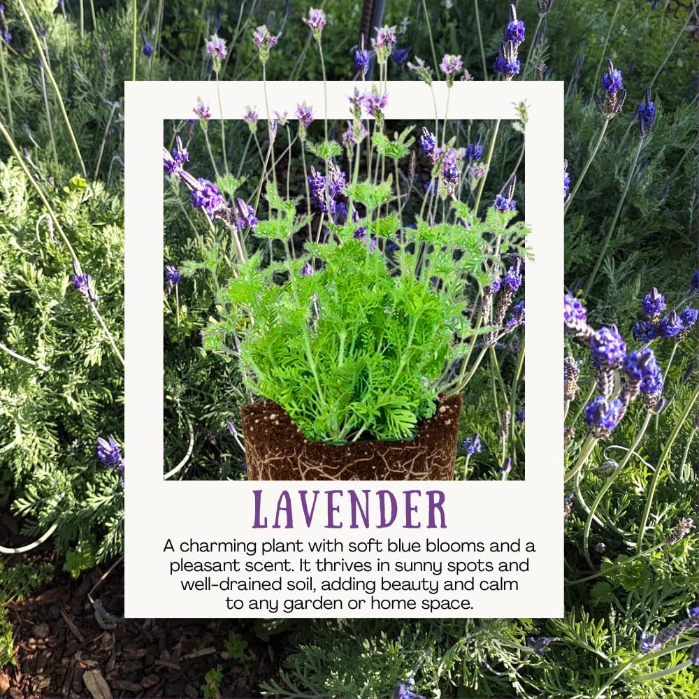 2 Lavender Plants Live Indoors, 4-8" Tall, Lavandula Perennial Flower Plants for Planting Outdoors Home Garden (Blue Lavender)