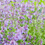 Pack of 3 Catnip Mint Live Plants, 3-6 Inches Tall, Catnip Herb Starters for Garden Beds and Containers, No Pot