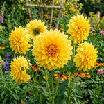 Yellow Dahlia Tuber, Vibrant Yellow Blooms, Summer Flowering Perennial, Dahlia Flowers for Indoor Outdoor Growing