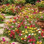 Mix Moss Rose Plants Live, Live Portulaca Plants, Well Rooted from 4 to 8 Inches Tall, Vibrant Flowers for Ground Cover and Garden Beds