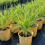 Set 4 Live Lemongrass Plants for Outdoor Planting, 10 Inc Tall Lemon Grass Live Plant, Live Lemon Grass, Lemon Grass Plants, Live Lemongrass Plant, Live Lemongrass Plants in Pot