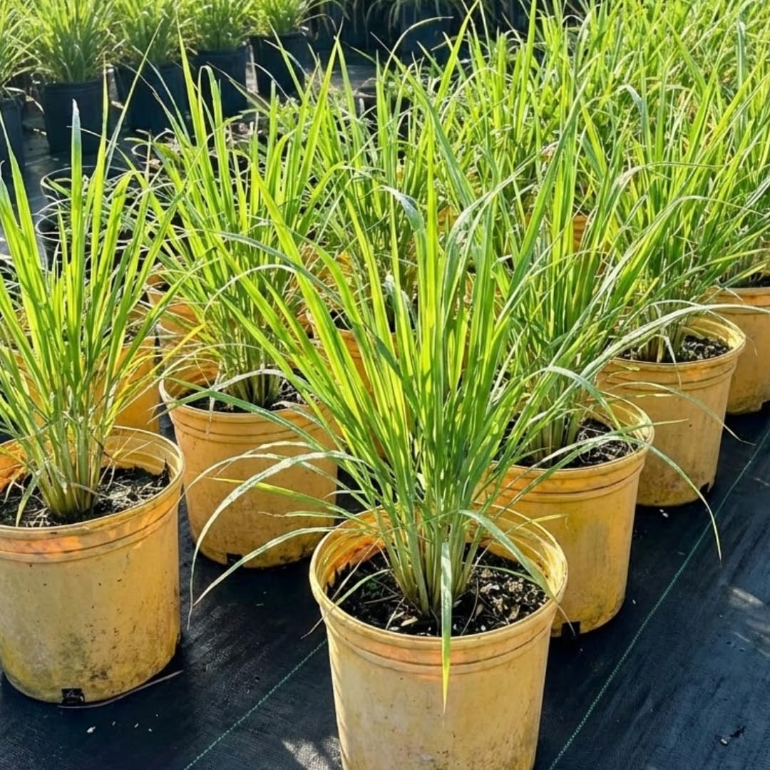 Set 4 Live Lemongrass Plants for Outdoor Planting, 10 Inc Tall Lemon Grass Live Plant, Live Lemon Grass, Lemon Grass Plants, Live Lemongrass Plant, Live Lemongrass Plants in Pot