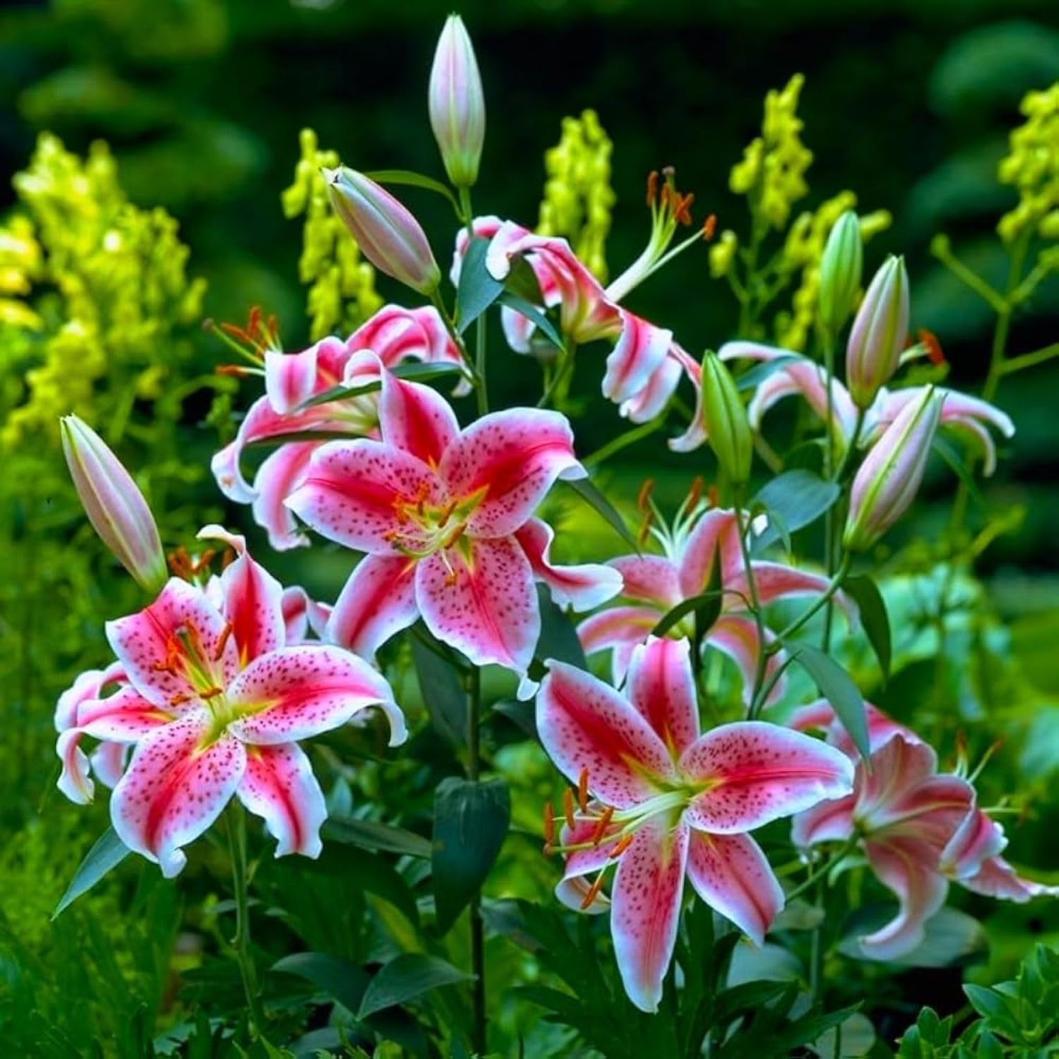 Set 3 Large Pink Lily Bulbs, 4-6 Inch, Pink Lilies Bulbs, Flowering Bulb for Outdoor Garden Beds and Containers