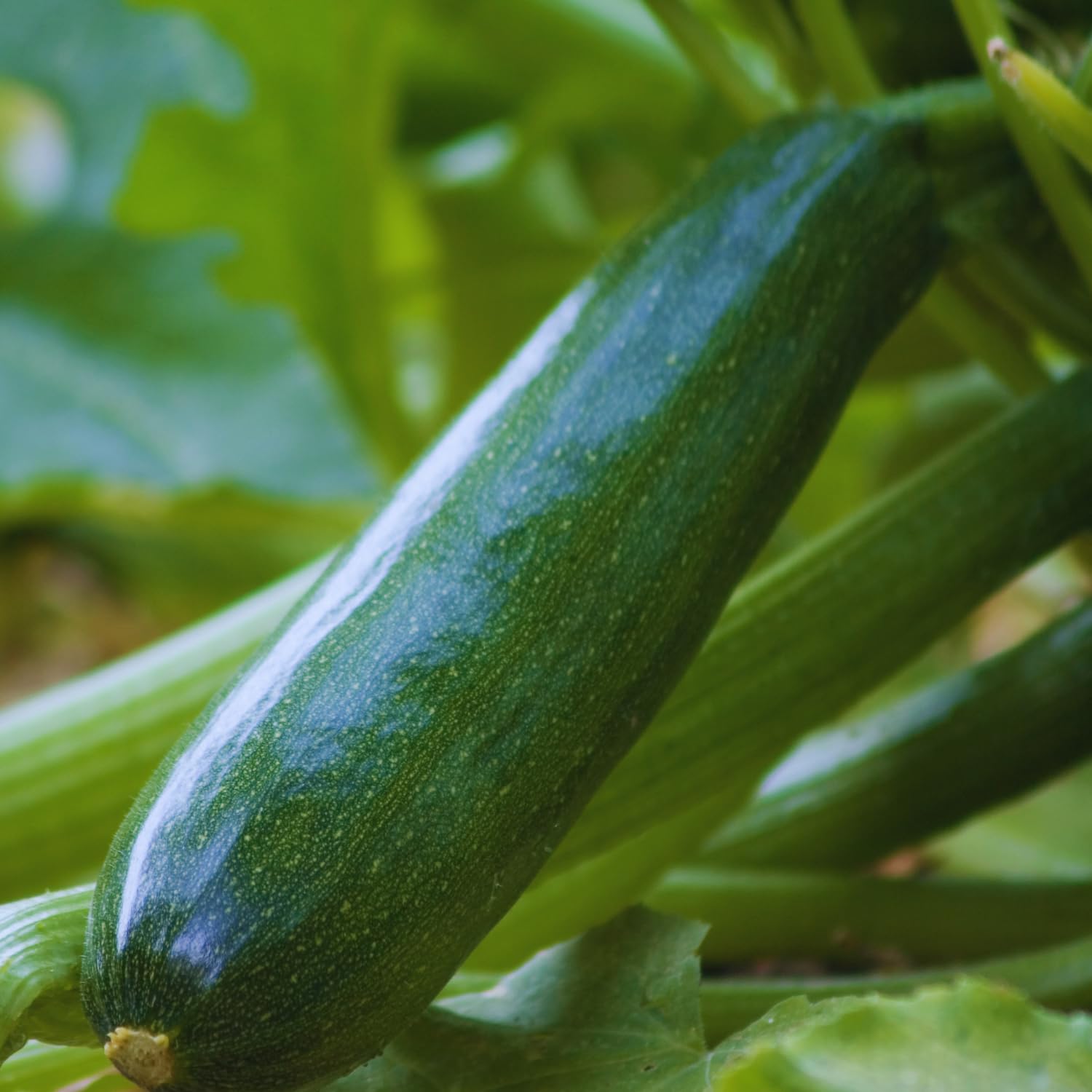 2 Live Zucchini Plants, Summer Squash Plants Live, Vegetable Plant Seedlings for Home Garden, Backyard Garden, Outdoor Planting, 4–6 Inches in Height (Green)