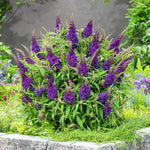 AVERAR 6 Months Old Black Butterfly Bush Live Plant, Butterfly Bushes Ready to Plant Outdoor, Buddleia Plant Bush Shrub 5-7 Inches Tall, No Pot