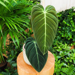 Variegated Philodendron Live Plant 4-8 Inches, Rare Indoor Houseplants for Container Growing (Long Leaves Philodendron)