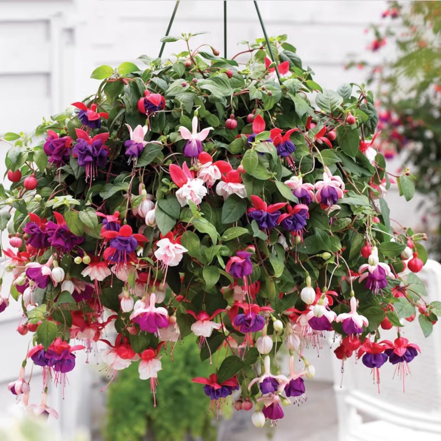 4 Live Fuchsia Plants, Purple Pink Fuchsia Plants Live Hanging Basket from 4 Inc Tall