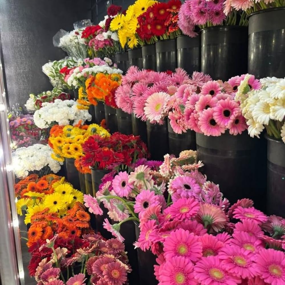 Pack of 2 Daisy Plants, Mix Gerbera Daisy Live Plants, Gerbera Daisy Plant, 4 to 7 Inches Tall, Daisy Live Plant, No Pot, Daisy Plants Live for Growing Outdoors Indoors