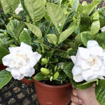 2 Jasmine Plant Live, Frost Proof Gardenia Plants Cape Jasmine Live Plant Between 5 and 7Inc Tall Outdoor Planting Indoor