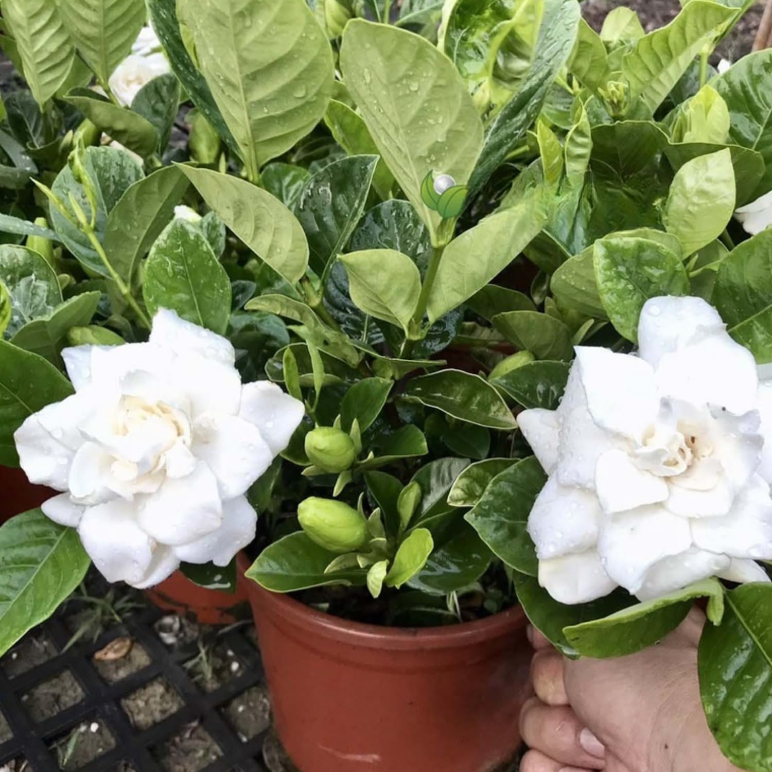 2 Jasmine Plant Live, Frost Proof Gardenia Plants Cape Jasmine Live Plant Between 5 and 7Inc Tall Outdoor Planting Indoor