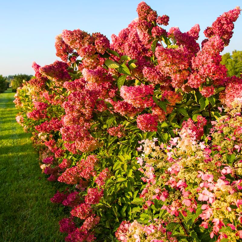 Pink Red to White Hydrangea Plants Live in Pot, Hydrangea Live Plants Change Color Perennial Planting Indoor Outdoor, Long Lasting Blooms Flower Hydrangea