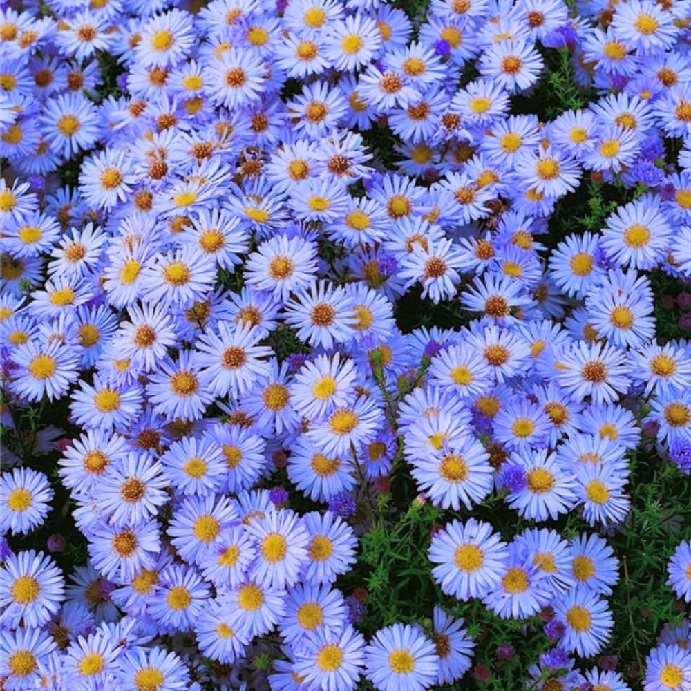 3 Asters Perennial Live Plants, Blue Aster Plants Live for Growing Outdoors, 4 to 6 Inc Tall Seedling, No Pot