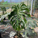Philodendron Plant Live, Rare Tropical Variegated Live Indoor Houseplant, Starter Plants No Pot, 5-9" in Tall (Monstera Deliciosa)