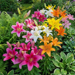Pack of 4 Mix Lily Bulbs for Planting, Bright Sunny Blooms, Summer Flowering Perennial Garden Flowers, Lily Bulbs for Containers and Outdoor Garden