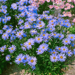 3 Asters Perennial Live Plants, Blue Aster Plants Live for Growing Outdoors, 4 to 6 Inc Tall Seedling, No Pot