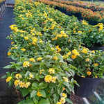 3 Trailing Lantana Plants Live, 5 to 7 Inc Tall, Yellow Lantana Live Plants for Planting Outdoors Flower Gardening
