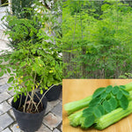 2 to 4 Live Moringa Trees Plants, Cold Hardy for Outdoor Garden, Zones 4-9, Well-Rooted Plant in Pot, Moringa Oleifera Malunggay Horseradish Trees