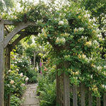 6 Yellow Honeysuckle Cuttings 8–10 Inches, Honeysuckle Vine Plant Cuttings, Fragrant Flowering Climbing Plant for Outdoor Growing