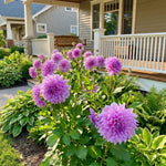 Lavender Dahlia Clump, Soft Purple Blooms, Summer Flowering Perennial, Dahlia Flowers for Indoor Outdoor Growing