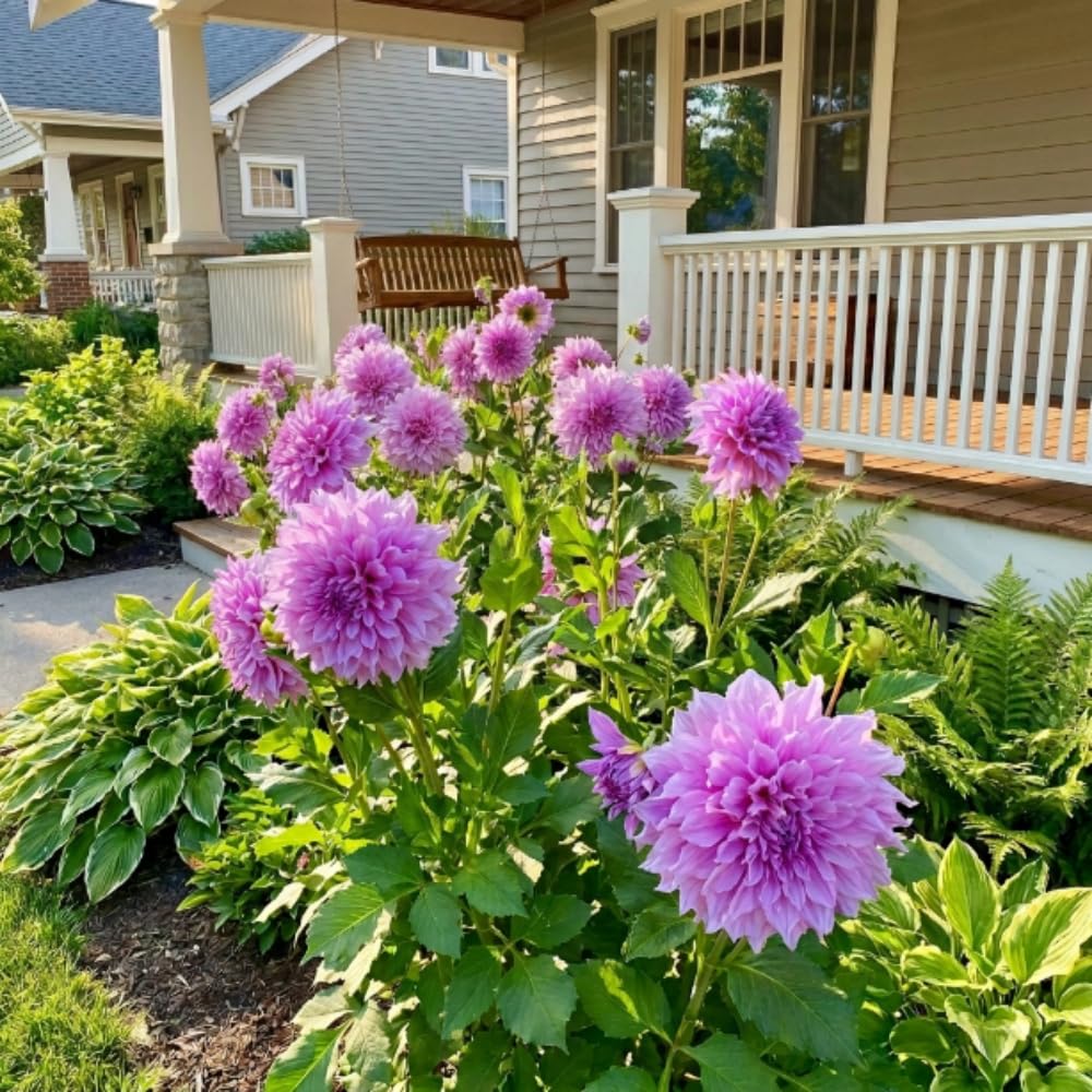 Lavender Dahlia Clump, Soft Purple Blooms, Summer Flowering Perennial, Dahlia Flowers for Indoor Outdoor Growing