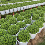 Pink-White Chrysanthemum Plants Live Starter, Mums Plants Live for Spring Blooms, Outside Growing, Hardy and Fast-Growing, Size 4-8" in Tall
