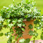 English Ivy Plant in 4" Pot, Hardy English Ivy Vine Indoor Plant Potted, Perennial Climbing Houseplant Starter Plants