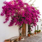 Set 2 Deep Pink Bougainvillea Live Plants 4-7 Inches Tall, Vibrant Bumgainvillea Flowering Vines for Garden, Patio Containers and Indoor Growing