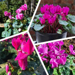 Cyclamen Plant Live in 4'' Pot, Vibrant Indoor Flowering Plants for Planting, Blooms Already, Indoor Outdoor Decoration (Pink Cyclamen)