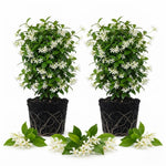 2 Asiatic Jasmine Live Plants, Fragrant Flowering Shrubs, 4-6" Tall