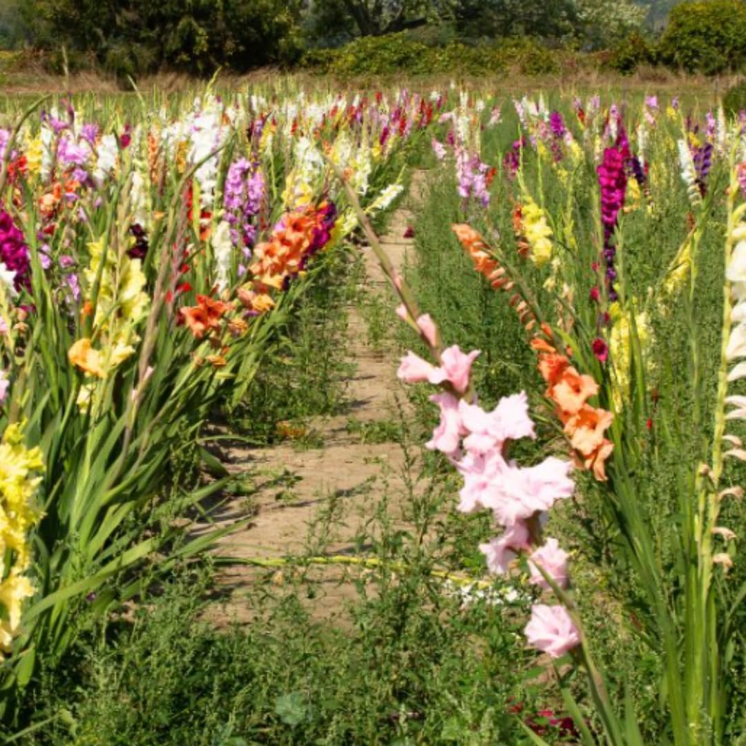 20 Mix Gladiolus Bulbs for Planting, Hardy Gladiolus Bulbs for Spring Planting, Large Bulb