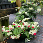 2 Bleeding Heart Live Plants, 5-9 Inches, Clerodendrum Bleeding Heart Vine, Bell Shaped Flowers Well Rooted (White Bleeding Heart)