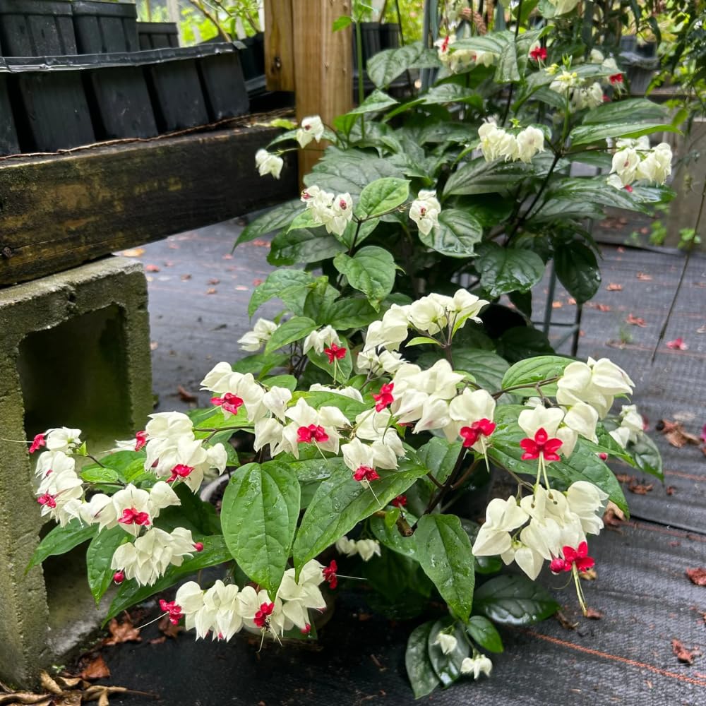 2 Bleeding Heart Live Plants, 5-9 Inches, Clerodendrum Bleeding Heart Vine, Bell Shaped Flowers Well Rooted (White Bleeding Heart)