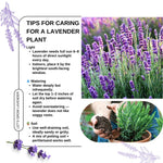 Pack 4 Lavender Plants Live, Lavandula Perennial Plants, 4-8" Height, Fragrant Perennial Flowers, No Pot (Purple Lavender)