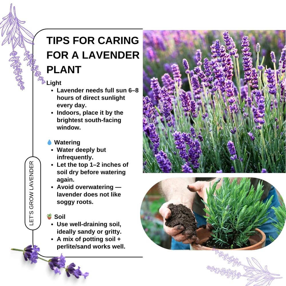 Pack 4 Lavender Plants Live, Lavandula Perennial Plants, 4-8" Height, Fragrant Perennial Flowers, No Pot (Purple Lavender)