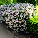 2 Lilac Trees Live Plants, 1 Year Old Well-Rooted Miss Kim Lilac Syringa Bushes Seedling, 6 to 12 Inches Tall, Fragrant, Zones 3-7