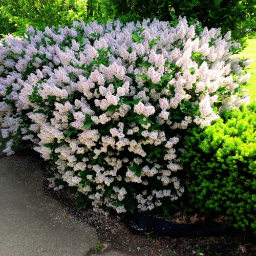 2 Lilac Trees Live Plants, 1 Year Old Well-Rooted Miss Kim Lilac Syringa Bushes Seedling, 6 to 12 Inches Tall, Fragrant, Zones 3-7