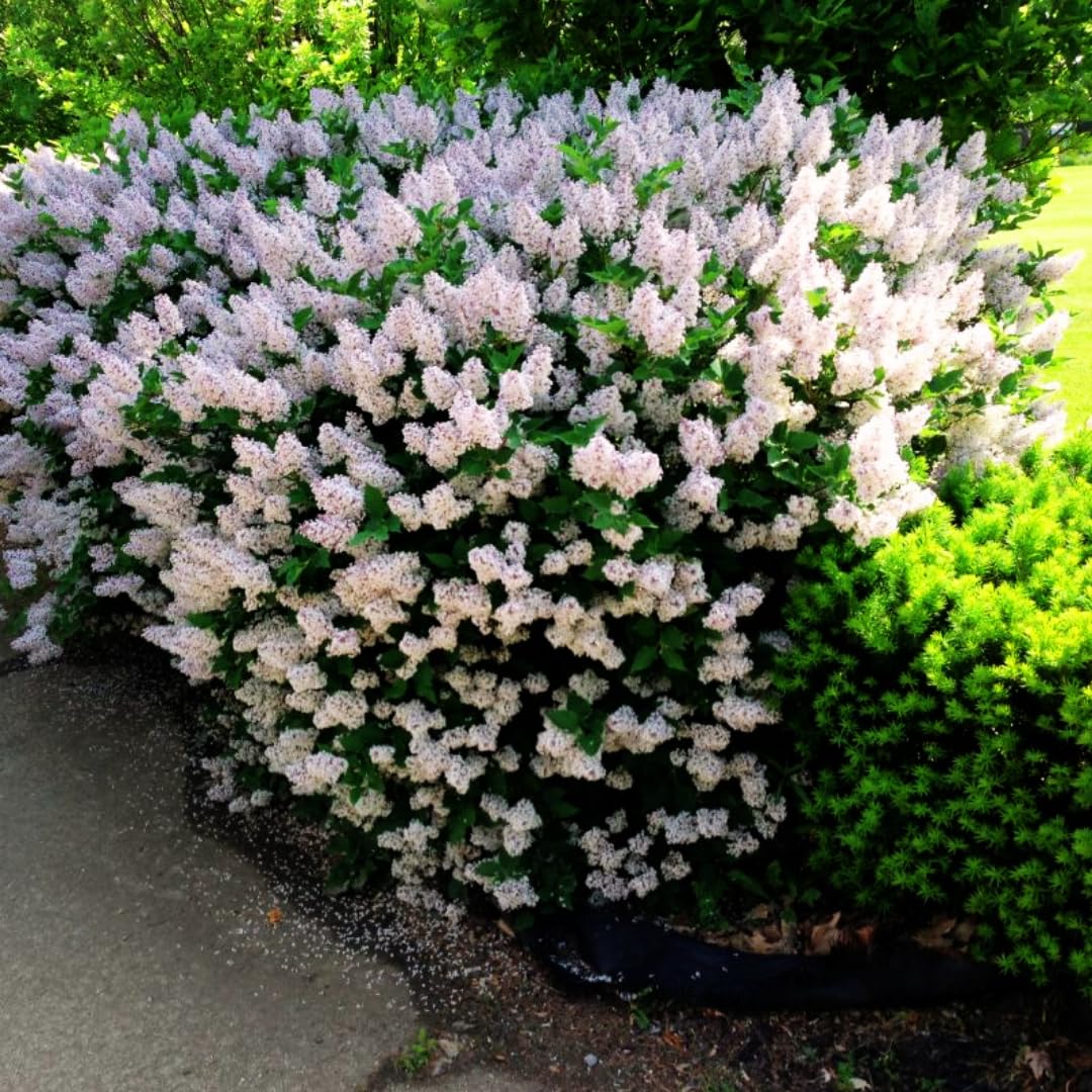 2 Miss Kim Lilac Trees Live Plants, 8 Months Old Well-Rooted Purple Syringa Bushes Seedling, 5 to 7 Inches Tall, Fragrant, Zones 3-7