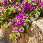 Set 2 Blueberry Ice Bougainvillea Live Plants 4-7 Inches Tall, Vibrant Bumgainvillea Flowering Vines for Garden, Patio Containers and Indoor Growing