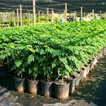 1 to 2 Moringa Plants Live Tree, 1 Year Old 1-1.5 Feet Tall, Moringa Oleifera Plant, Well Rooted, Cold Hardy, Drumstick Horseradish Tree for Summer Planting