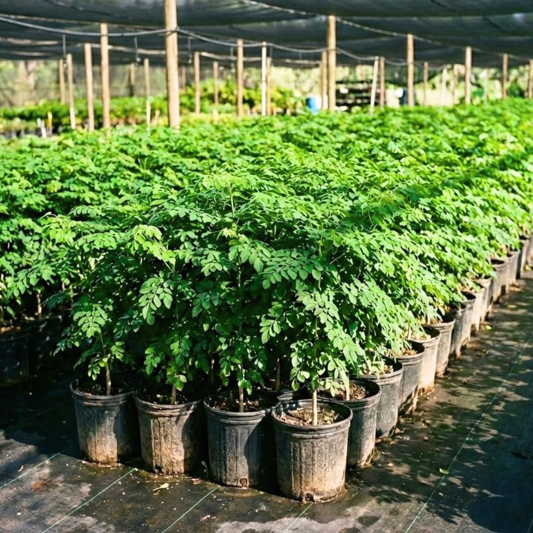 1 to 2 Moringa Plants Live Tree, 1 Year Old 1-1.5 Feet Tall, Moringa Oleifera Plant, Well Rooted, Cold Hardy, Drumstick Horseradish Tree for Summer Planting