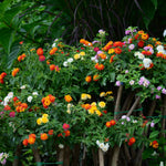 Pack 2 Lantana Live Plants for Planting, Hardy Perennial Lantana Bushes Well Rooted 4-7 Inches, Assorted Blooms (Assorted Flowers)