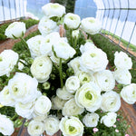 25 Ranunculus Bulbs for Spring Planting, Perennial Flowers Bulbs for Gardens, Vibrant Peony Buttercup Corms for Outdoor Borders (White Ranunculus)