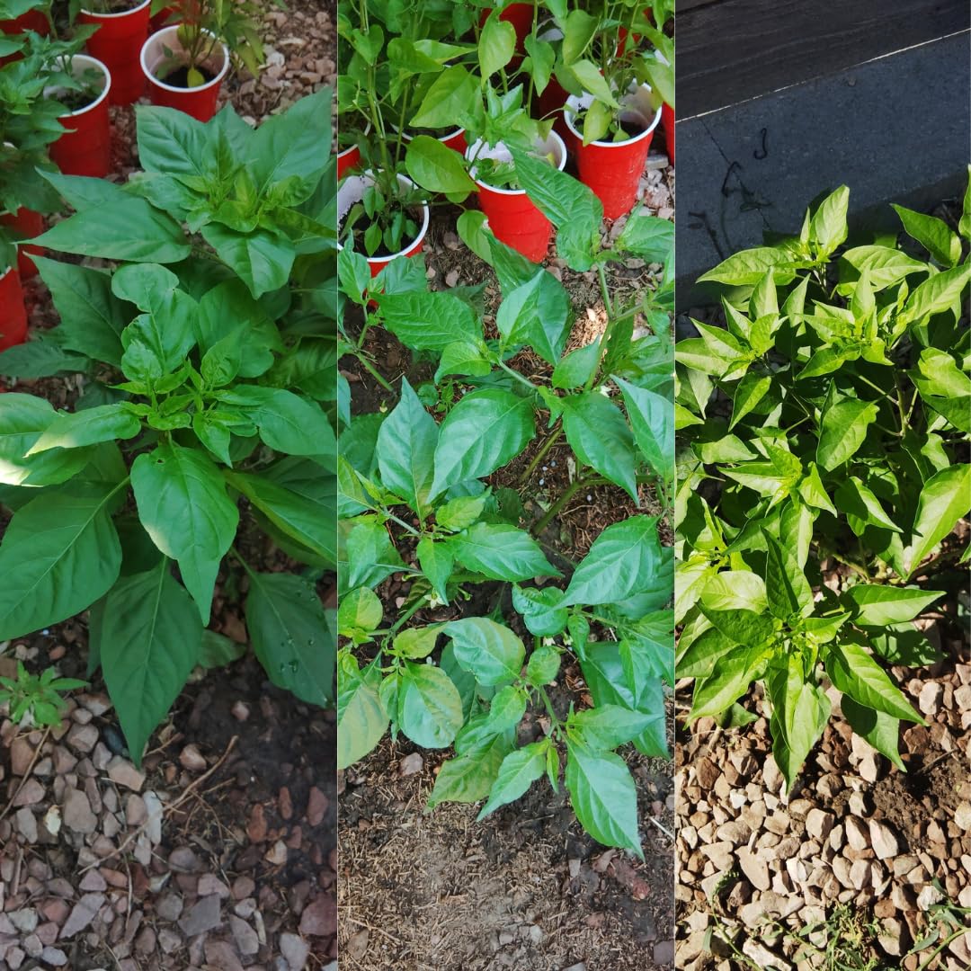 Sets 2 Chiltepin Pepper Live Plants in 4 Inc Pot, Very Well-Rooted 90 Days Old Super Hot Pepper Chili Plant for Spring Planting