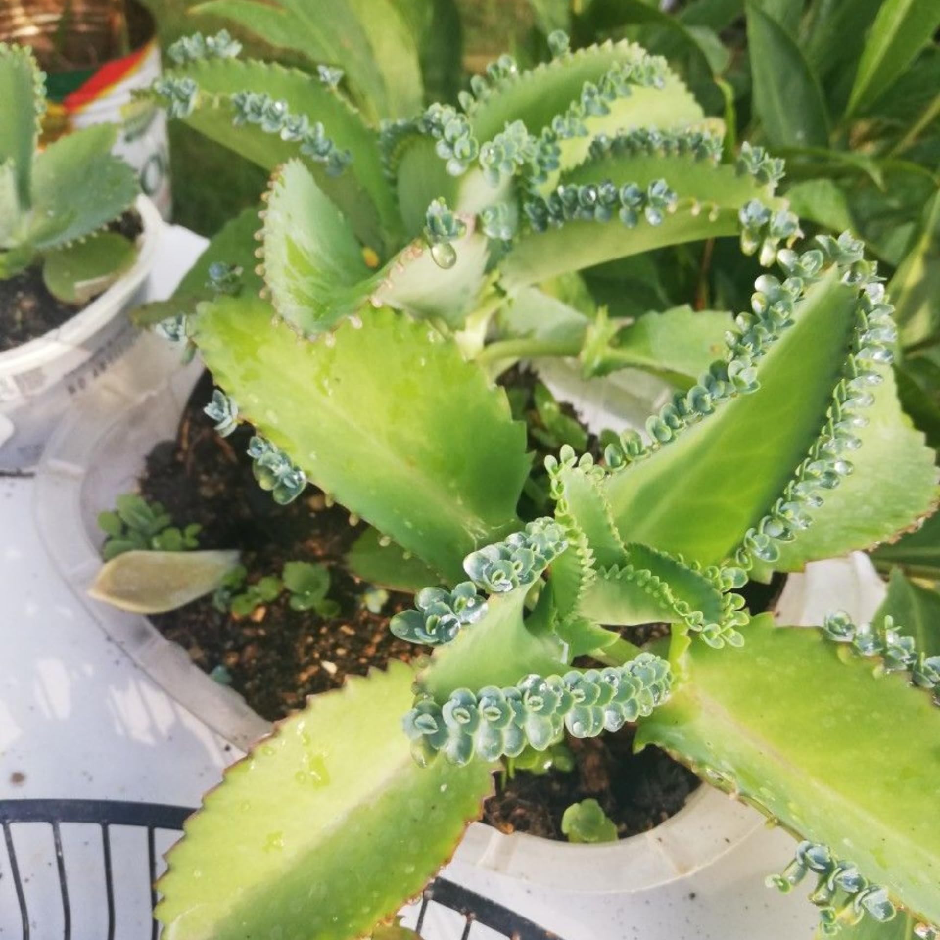 Mother of Thousands Plant, 2 Inch Pot Kalanchoe Plant, Kalanchoe Mother of Thousands Plants Live Potted Houseplants Succulent