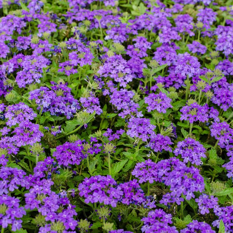 Set 2 Pots Purple Verbena Plants, 4 Inch Pot, 4-6" Tall Perennial Live Verbena Purple Plant for Groundcover, Outdoor Garden