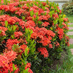 2 Red Ixora Live Plants, Well-Rooted Flowering Ixora Shrub Seedlings, 4-9” Tall, Tropical Ixora Bush for Indoor or Outdoor Garden