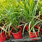 Pack 3 Lemon Grass Plants Live, Lemongrass Plants for Outside Planting, Fragant Herb Lemongrass Planting, 6-7 Inch Tall