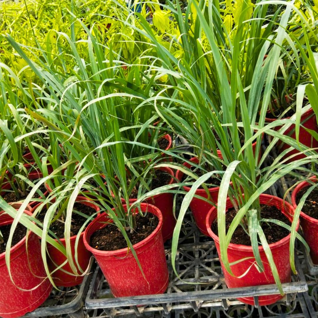 Pack 3 Lemon Grass Plants Live, Lemongrass Plants for Outside Planting, Fragant Herb Lemongrass Planting, 6-7 Inch Tall